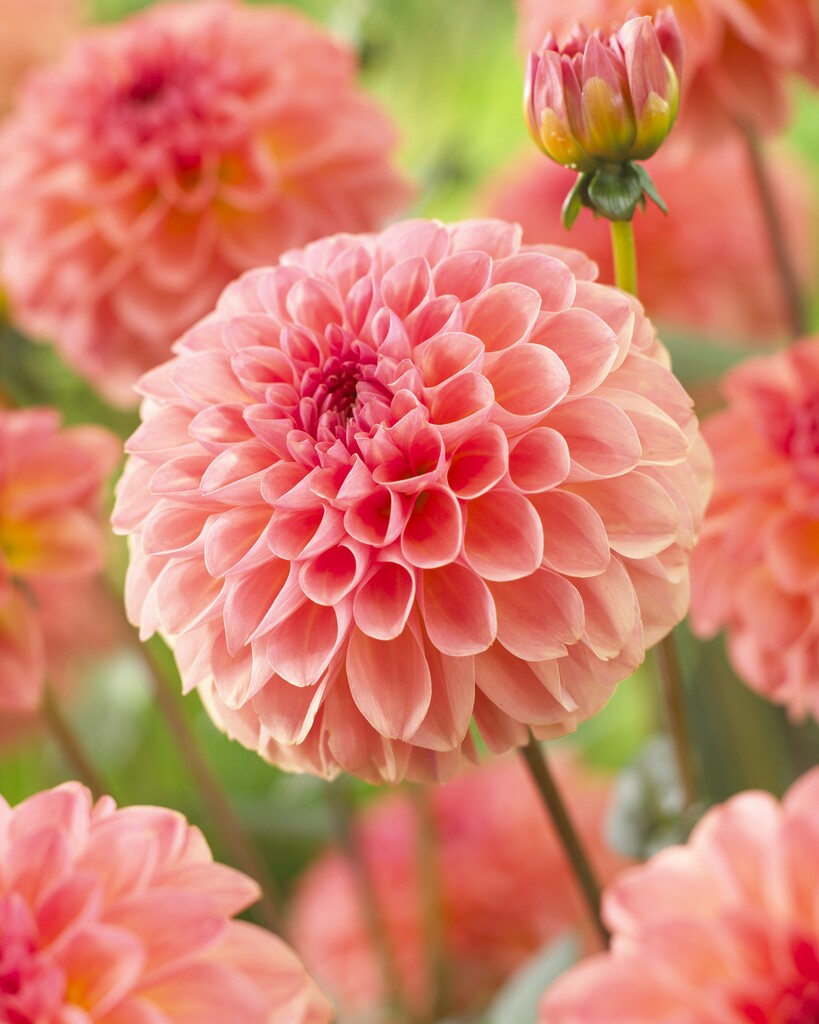 Dahlia Boll Sebastian 1-pack